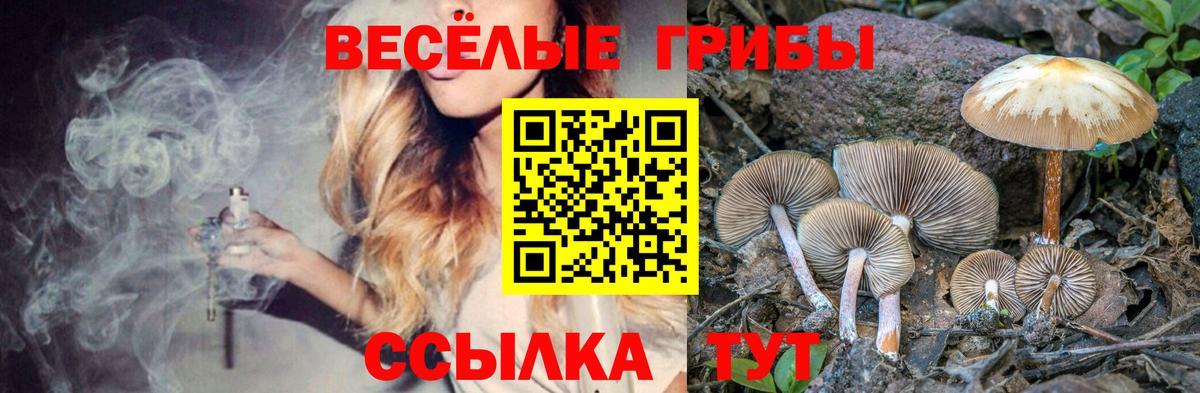 Псилоцибиновые грибы Cubensis Арсеньев